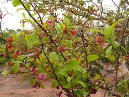 Hymenocardia rouge